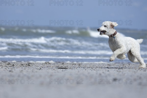 A white dog, King Poodle, runs joyfully along the beach, the waves rolling in the background, Groede, Zeeland, Netherlands
