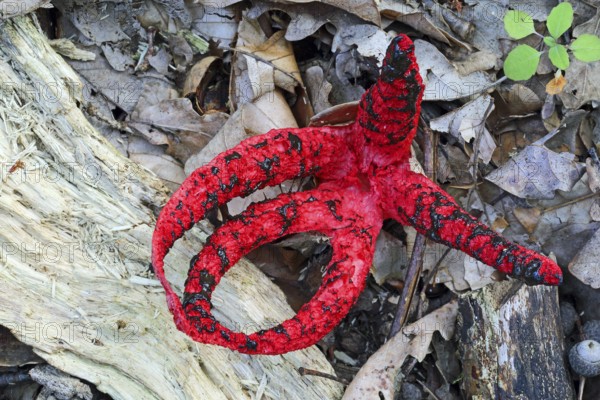 Cuttlefish mushroom, Clathrus archeri