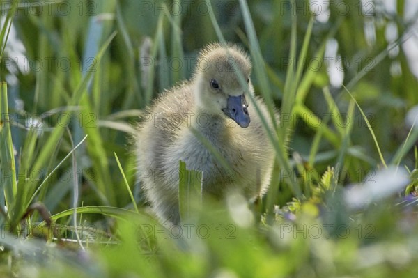 A fluffy grey goose chick (Anser anser) stands in the green grass, Mühlenteich, Wismar, Mecklenburg-Vorpommern, Germany, Europe