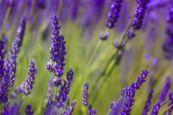 Flowers of lavender