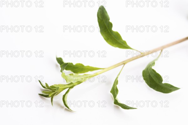 Goji leaf isolated on white background