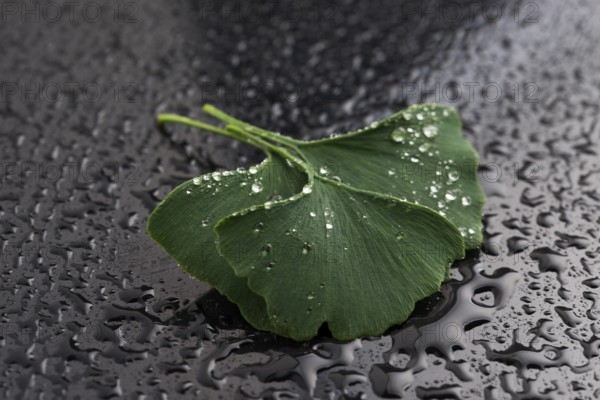 Ginkgo biloba leaves