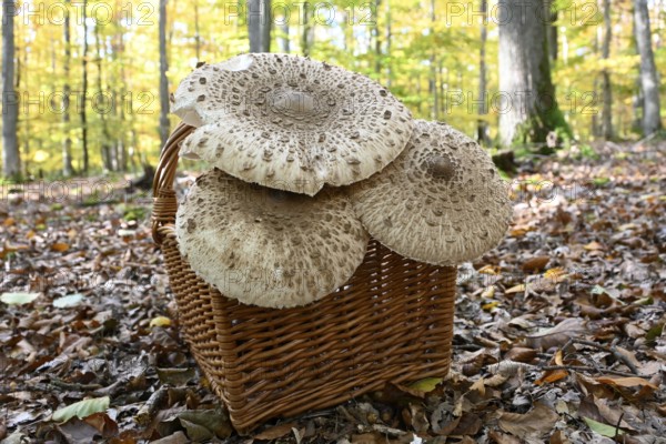 Parasol mushroom, Parasol, giant umbrella mushroom (Macrolepiota procera), Lower Franconia, Bavaria, Germany, Europe