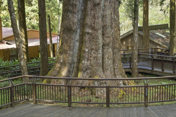 The sacred Xianglin tree, Xianglin Giant Tree, Red Taiwan Cypress, Alishan National Forest Recreation Area, Alishan Township, Chiayi County, Taiwan, Asia