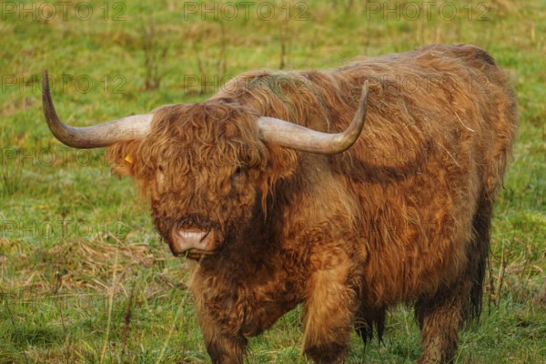 A strong Highland cow stands attentively in the meadow and looks ahead, Velen, Münsterland, North Rhine-Westphalia, Germany, Europe
