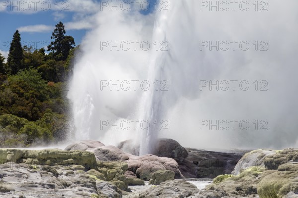 An image of a Geyser in New Zealand Rotorua