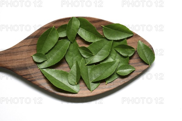 Curry leaves in the wooden spoon