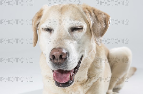 Blonde Labrador in the photo studio, 2016
