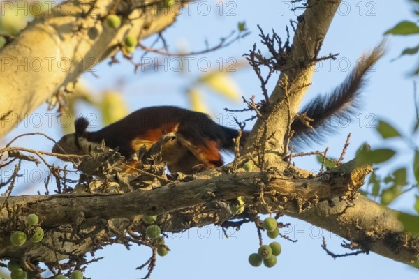Giant squirrel (Ratufa indica), species of giant squirrel (genus Ratufa) within the squirrel family (Sciuridae), endemic to Satpura National Park, Tiger Reserve, Madhya Pradesh, Pachmarhi Biosphere Reserve, India, Asia