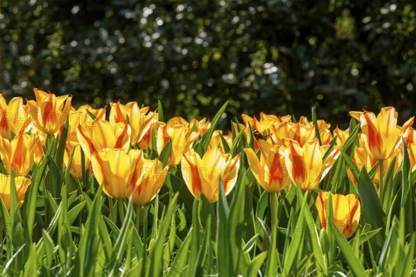 Tulip blossom