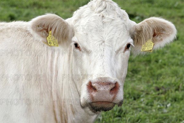 Charolais Cattle