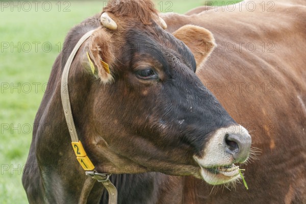 Brown cow grazing with green meadow in the background, borken, münsterland, germany