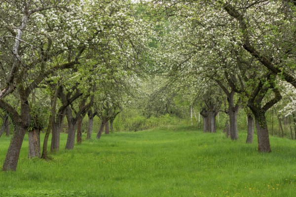 Cherry orchard. Tree trunk cherry in a row. Cherry trees alley