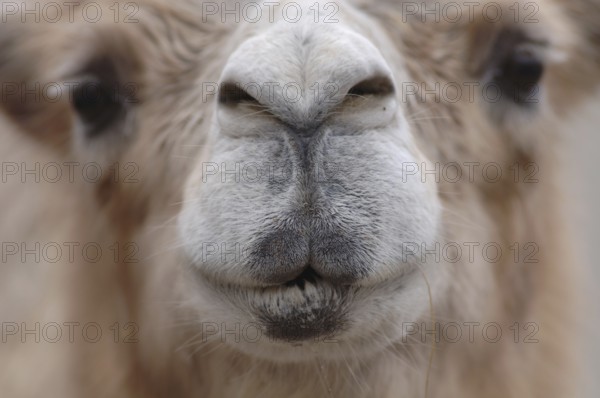 Face of a camel with dark eyes and pursed lips