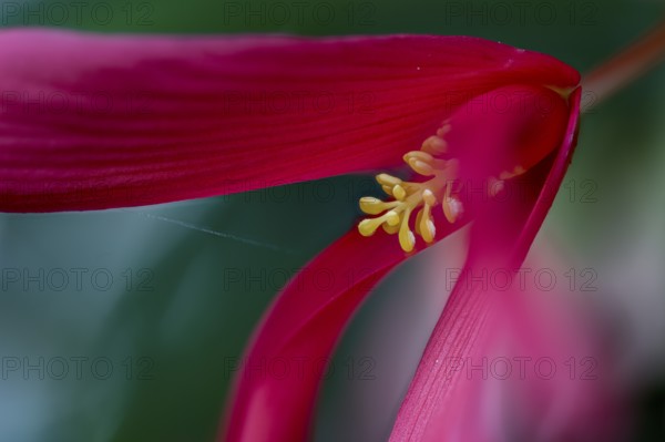 Drooping flower of Begonia boliviensis from northern Argentina. Wild form from the Andean mountain cloud forests there with a rare intense red colour, in rock crevices