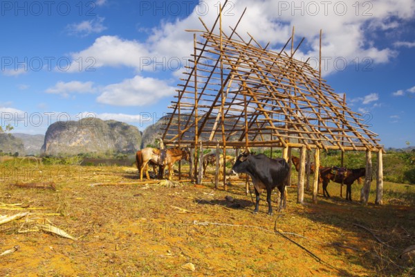 Famous Cuba farmland tobacco area, Valley de Vinales, Pinar del Rio, Cuba.Traditional drying shed tobacco plantation