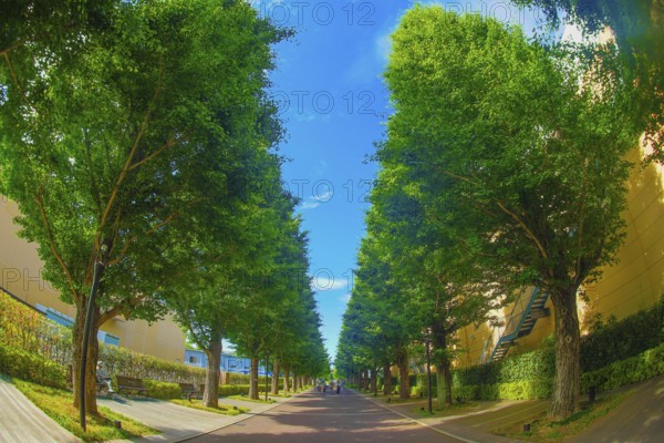 Ginkgo tree-lined streets of fresh green (Akishima). Shooting Location: Tokyo Akishima