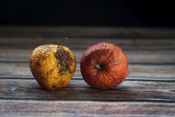 Red wilted rotten apples on a table. Bacteria infected rotten fruit