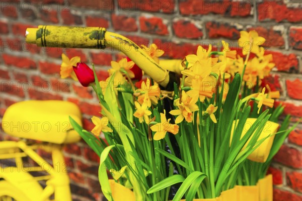 Vintage closeup vibrant yellow bicycle with basket of daffodil flowers on old rustic brick wall background