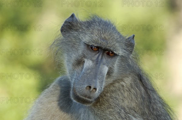 A chacma baboon showing his profile early in the morning in South Africa
