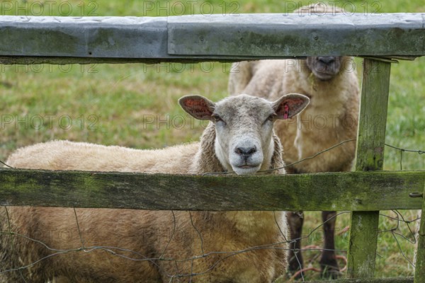 A sheep looks through an old, moss-covered fence on a grassy meadow, borken, münsterland, germany