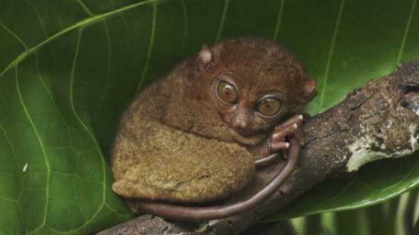 Tarsier monkey (Tarsius Syrichta) on tree in natural jungle environment, Philippines. Bohol island