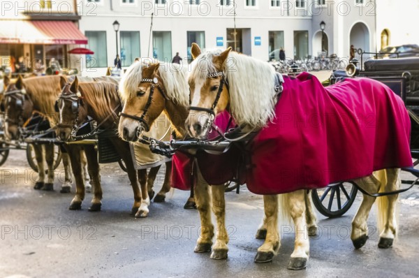 Two horses harnessed to the carriage at winter in Salzburg, Austria, Europe