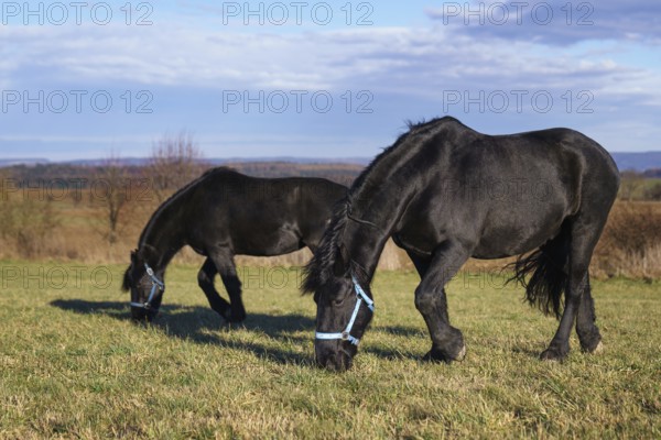 Black Friesian Horses on the pasture. Czech republic