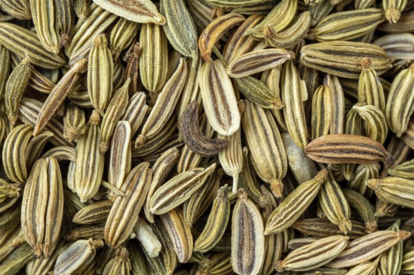 Dried fennel seeds aromatic spice, food background
