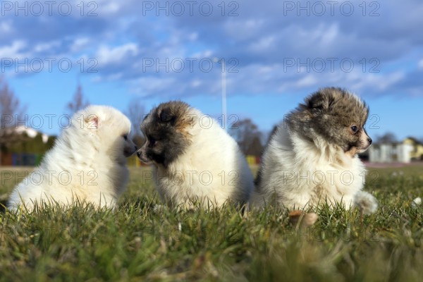 Little puppies. Pomeranian puppies playing outdoor Pomeranian spitz-dog