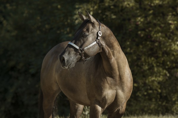 Quarter Horse with show halter in portrait, Austria, Europe