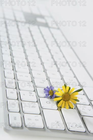 Concept of flowers growing from computer, ecology metaphor