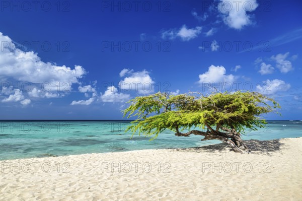 A panoramic view of Arashi Beach on the island of Aruba in the Caribbean with blue skies and white sand