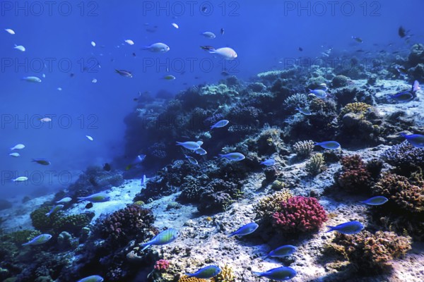 Underwater view of the coral reef, Tropical waters, Marine life
