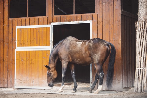 Beautiful brown horse standing in front of his stables ready for horse back riding. Majestic animal, a horse at a ranch in Slovenia