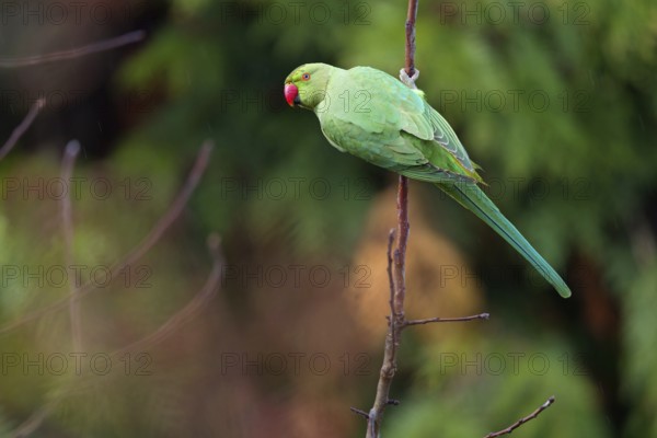 Rose-ringed Parakeet, Ring-necked Parakeet, (Psittacula krameri), garden, Neuhofen, Rhineland-Palatinate, Germany, Europe