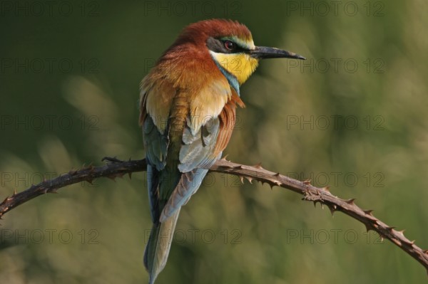 Bee-eater, (Merops apiaster), individual, perch, Bad Dürkheim district, Rhineland-Palatinate, Germany, Europe