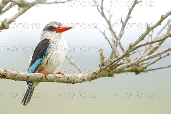 Brown-hooded kingfisher (Halcyon albiventris), perching site, Kingfisher family, iSimangaliso Wetland Park, St. Lucia, KwaZulu-Natal, South Africa, Africa