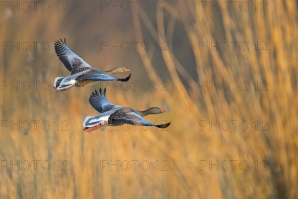 Greylag goose, Anser Anser, flight photo, side view, two birds, Wagbachniederung, Baden-W¸rttemberg, Germany, Europe