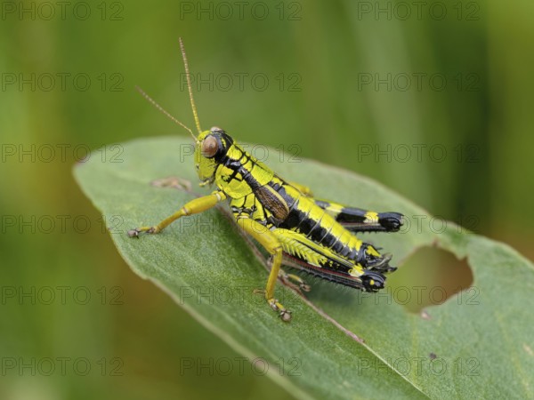 Green mountain grasshopper (Miramella alpina), Grasshopper, Green Mountain Grasshopper, grasshopper, insect, insects, close-up, Black Forest, Feldberg region, Baden-Württemberg, Federal Republic of Germany