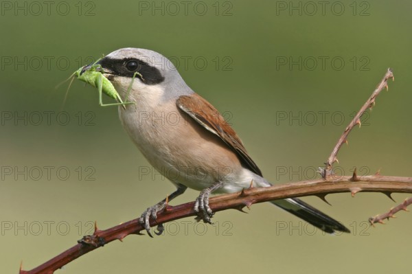 Red-backed shrike (Lanius collurio), Pie-griËche Ècorcheur, AlcaudÛn Dorsirrojo, Spider, spider, Kreis Bad Dürkheim, Hockenheim, Baden-W¸rttemberg, Germany, Europe