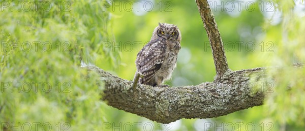 Spotted eagle-owl (Bubo africanus), Grand-duc africain, Wakkerstrom surroundings, Wakkerstrom, Mpumalanga, South Africa, Africa