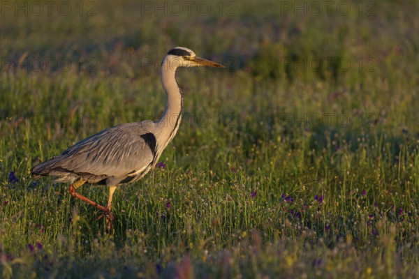 Grey grey heron (Ardea cinerea), Foraging, Boat Trip, Tiszaalpár, Kiskunsági National Park, Bács-Kiskun, Hungary, Europe