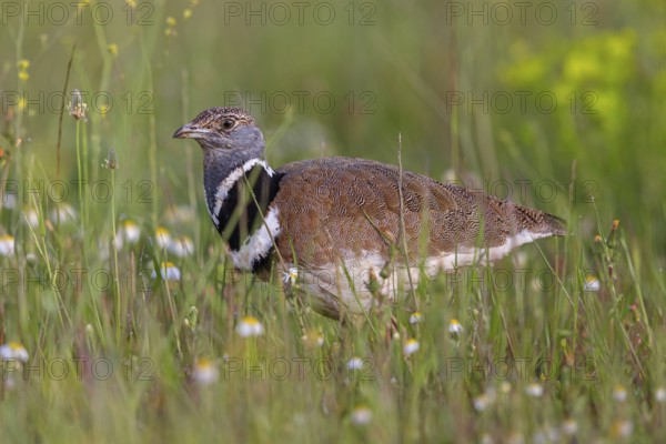 Little bustard (Tetrax tetrax) Outarde canepetière, Sisón Común, Hides De Calera / Great Bustard, Calera Y Chozas, Castilla La Mancha / Toledo, Spain, Europe