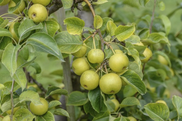 Nashi pear (Pyrus pyrifolia 'Nijisseiki'), Bundessortenamt Prüfstelle Wurzen, Wurzen, Saxony, Germany, Europe