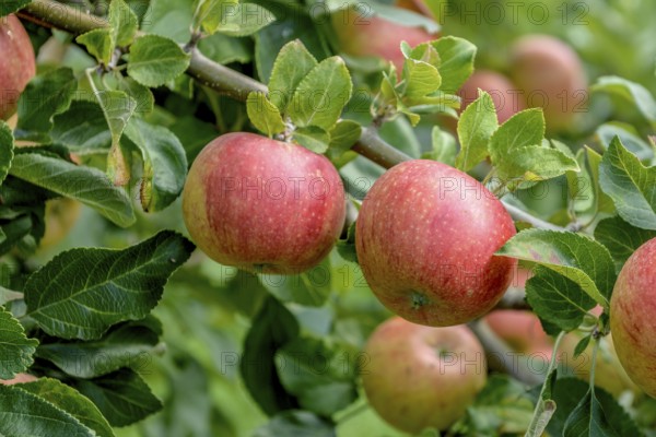 Apple (Malus domestica 'Alkmene'), State Research Centre for Agriculture and Fisheries, Guelzow, Mecklenburg-Western Pomerania, Germany, Europe