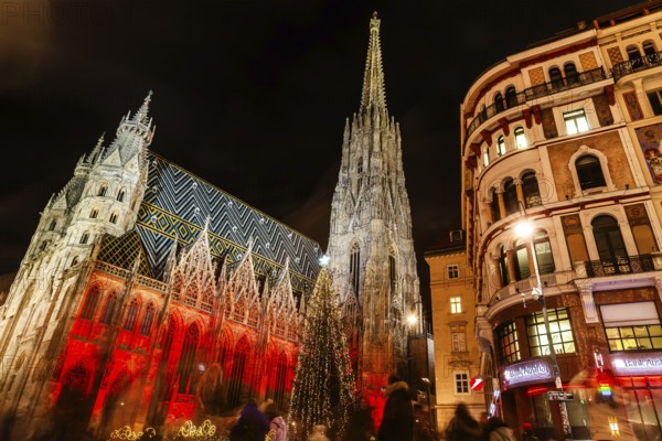 Christmas tree, St Stephen's Cathedral illuminated for Christmas, night shot, Vienna, Austria, Europe