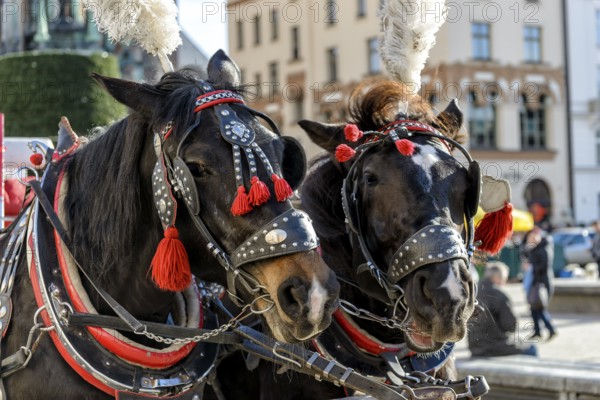 Horses with a carriage on the main square of Krakow in Poland