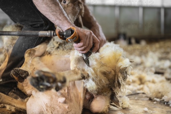 Sheep wool shearing by farmer. Shearing the wool from sheep