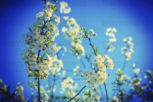 Twigs of cherry tree with white flowers instagram stile